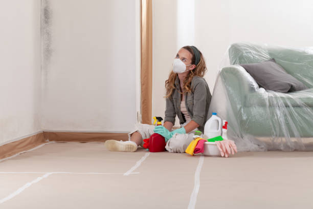 Reliable Basement Mold Removal contractor in Phoenix, OR by WQB Mold Removal